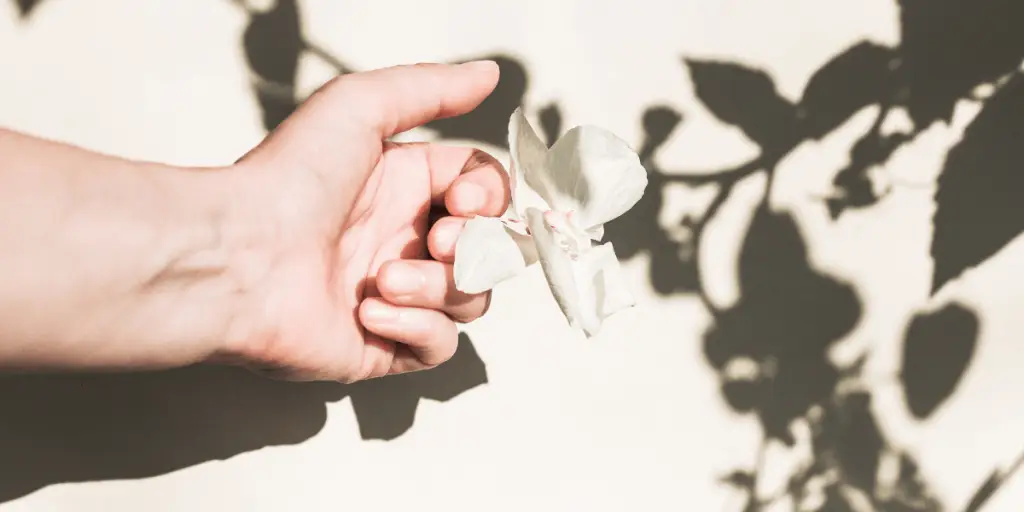 A hand holding a white flower in front of a wall, symbolizing shadow work and understanding.